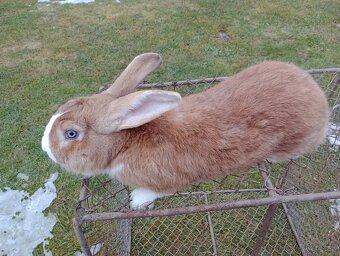 Predám králiky Šarišský obrovity - 2