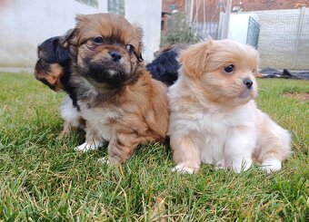 Tibetskỳ špániel šteniatko - 2