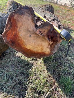 Kmeň stromu marhuľa - 2