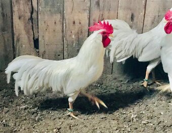 Zdr. Vlaška biela - 2