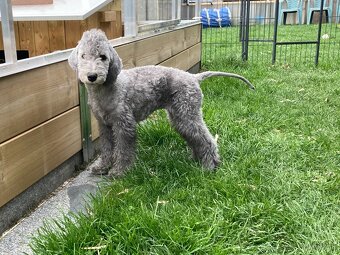 bedlington terrier - štěně - 2