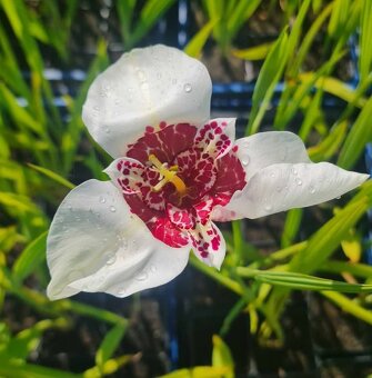 Tigrica - Tigridia - 2