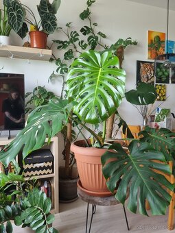 Monstera deliciosa - 2