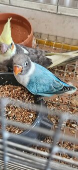 Agapornis fischer modry - 2