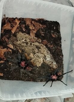 Davus pentaloris 1.0 - 2