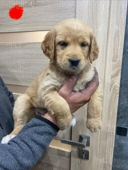 Zlatý retríver Golden retriever) - 2