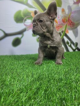 Francuzsky buldoček - 2