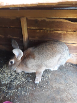 Predám králiky 2 samice 1 samec - 2