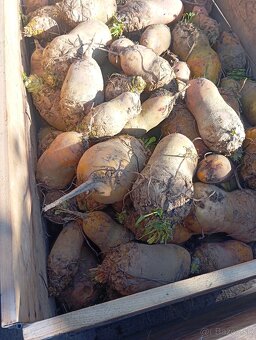 Predám krmnu repu, burginu - 2