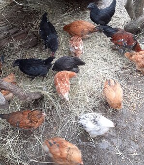 Predam kurcata,nosnice - 2