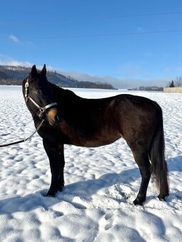 Kobyla 5-ti letá - 2