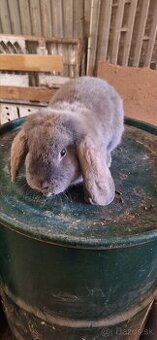 Francúzsky baran - 2