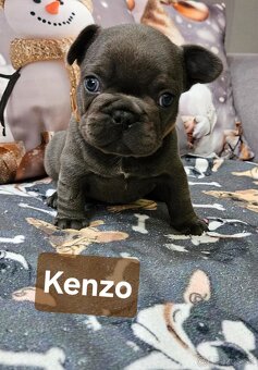 Francúzský buldoček - 2