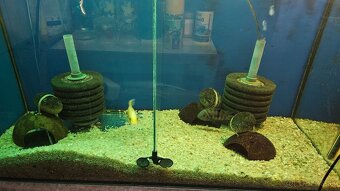 Africke Cichlidy 2s - 2