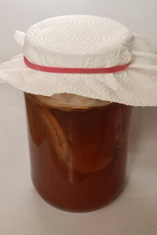 Kombucha SCOBY - 2