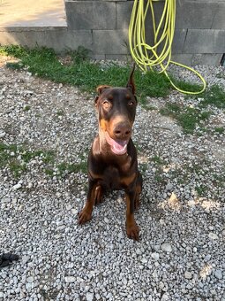 REZERVOVANÁ - Predám hnedú 6 mesačnú fenku Dobermana - 2