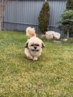 Krytie shi tzu - 2