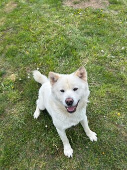 Akita Inu - 2