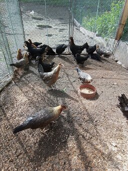 Legbar, Marans - 2