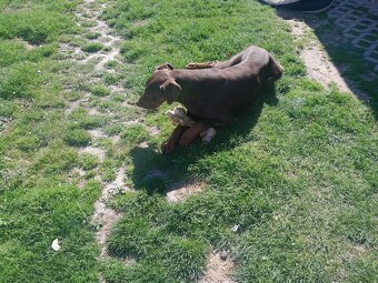 Doberman - 2