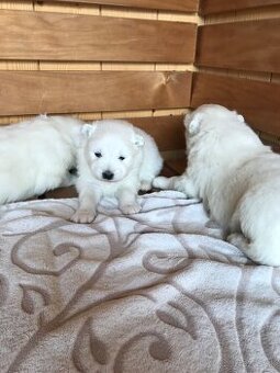 Samoyed FCI - 2