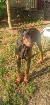 Doberman - 2