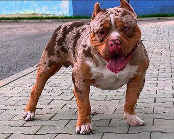 American Bully - 2