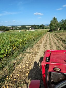 Predám konzumne zemiaky - 2