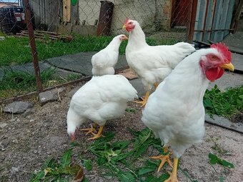 Plymutka biela - 2