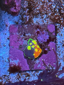 Echinophyllia Flaming Bugatti Chalice - 2