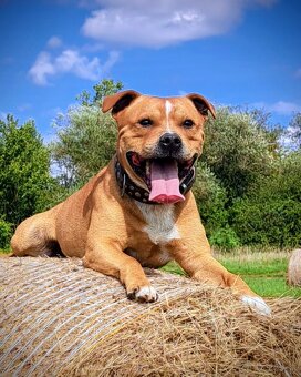 Stafordšírsky bulteriér krytie - 2