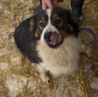 Predám psa – hľadá milujúci domov - 2