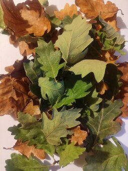 Listy do akvárií - 2