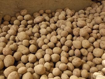 domace zemiaky red anna - 2