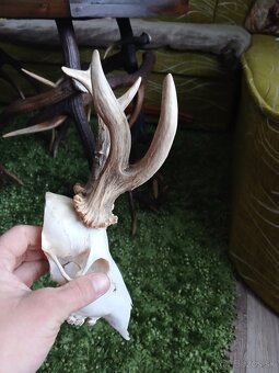 Raritne trofeje srncov - 2