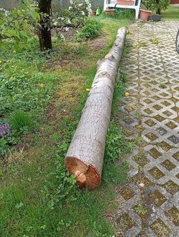 Predám kmeň stromu ceder - 2