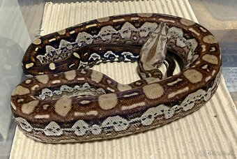 Boa constrictor - Velhad Královsky - 2