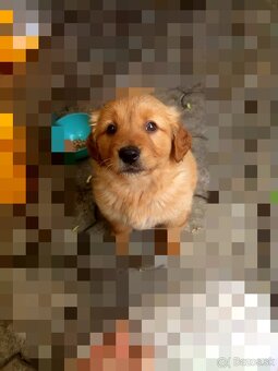 Zlatý retriever - 2