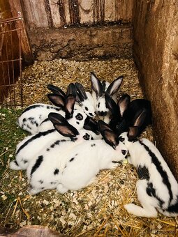PREDÁM mladé 3,5 mesačne kraliky Nemecky obrovitý starkáč - 2