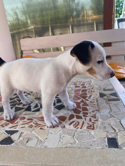 Jack russell tricolor - 2