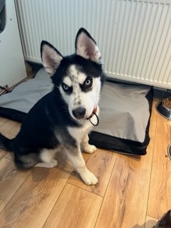 Husky - 2