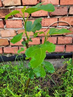 Predám sadenice bohato rodiacich fíg - 2