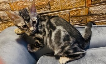 Bengálske mačiatka, bengalska mačka s Rodokmeňom - 2