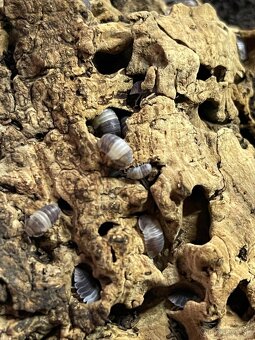 Isopody na predaj bioaktívne poklady pre tvoje terárium 🐛🌿 - 2