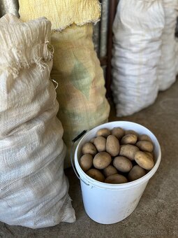 Predám zemiaky, odroda Soraya - 2