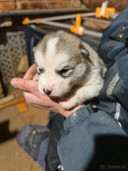 Aljašský malamut šteniatka - 2