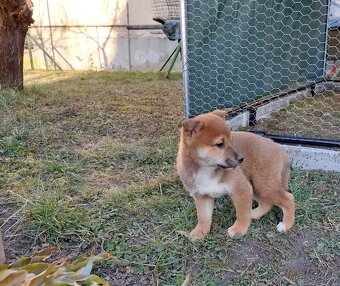 shiba inu - 2