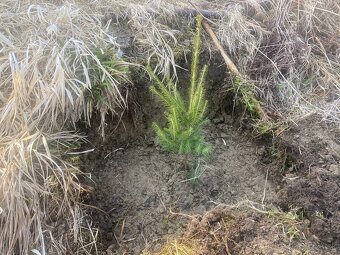 Tazba dreva, pestebná činnosť - 2