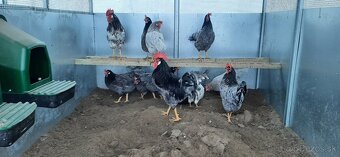 Vlaška Modrá nasadove vajcia - 2