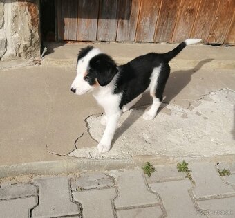 Predám šteniatka Border kólie - 2